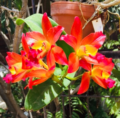Gardening in Aruba you can garden every day when you move to Aruba